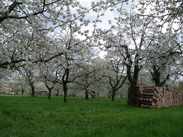 IMGP0377.JPG - Kirschblüte in Kalchreuth