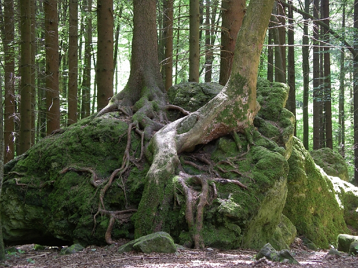 IMGP5295.JPG - Mystische Bäume am Druidenhain