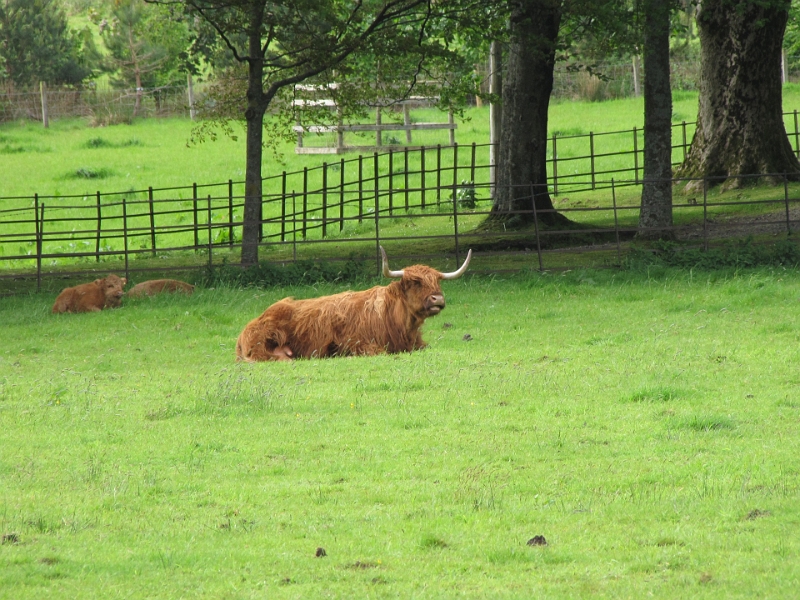 IMG_0555.JPG - Friedliche Highland Cattles