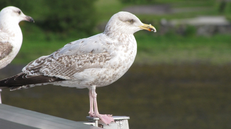 IMG_0709.JPG - Möwen auf dem Brückengeländer